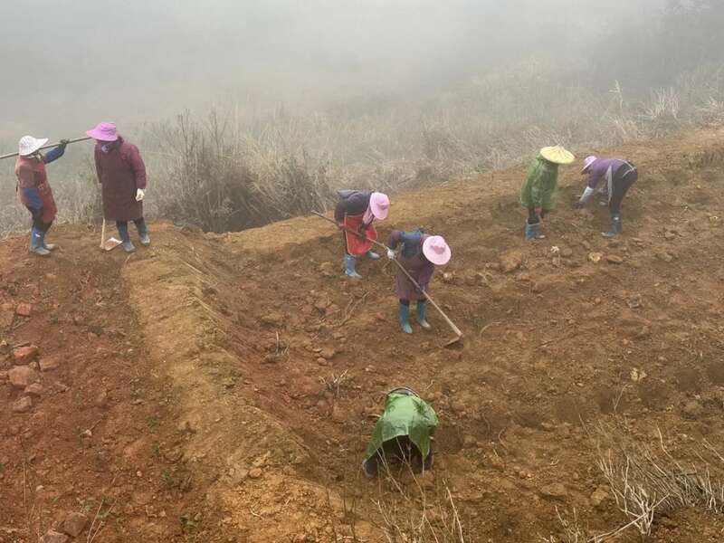 大田:补植茶园力促茶产业发展 大田:补植茶园力促茶产业发展
