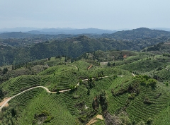 大田:补植茶园力促茶产业发展 大田:补植茶园力促茶产业发展