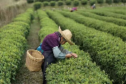 桂东:3万多人吃上“茶叶饭”统筹做好文化产业、科技创新 桂东:3万多人吃上“茶叶饭”统筹做好文化产业、科技创新