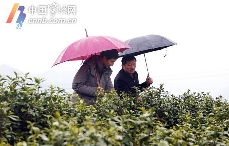 宁波地产春茶采摘时间将比往年略有推迟 宁波地产春茶采摘时间将比往年略有推迟