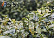 宁波地产春茶采摘时间将比往年略有推迟 宁波地产春茶采摘时间将比往年略有推迟