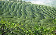 宁红工夫茶产地.png 宁红工夫茶产地.png