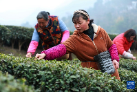 三峡库区:早春茶开采 三峡库区:早春茶开采