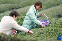 三峡库区:早春茶开采 三峡库区:早春茶开采