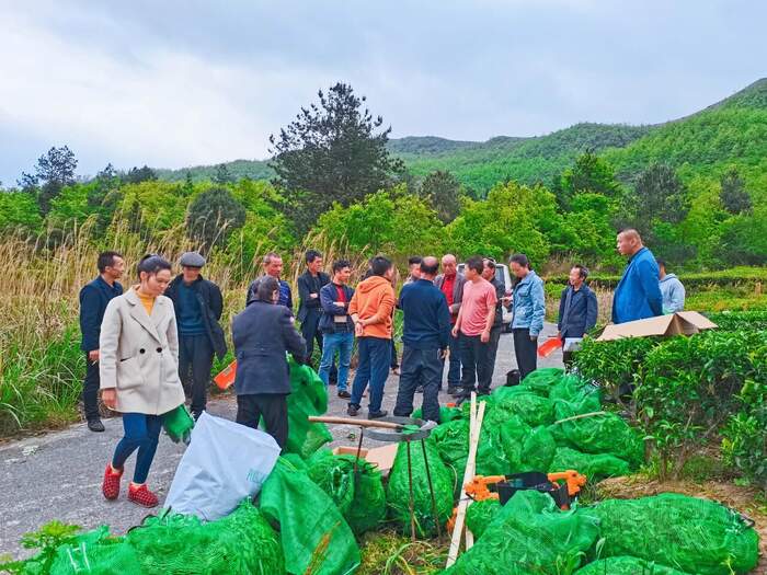冬护茶园,春收好茶!都匀毛尖茶园管护实现技术指导全覆盖 冬护茶园,春收好茶!都匀毛尖茶园管护实现技术指导全覆盖