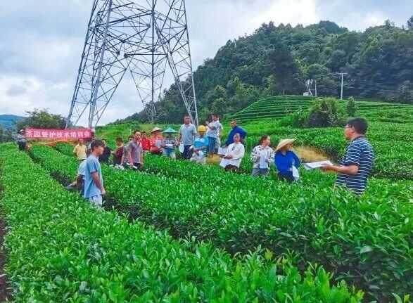 冬护茶园,春收好茶!都匀毛尖茶园管护实现技术指导全覆盖 冬护茶园,春收好茶!都匀毛尖茶园管护实现技术指导全覆盖