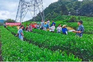 冬护茶园,春收好茶!都匀毛尖茶园管护实现技术指导全覆盖 冬护茶园,春收好茶!都匀毛尖茶园管护实现技术指导全覆盖