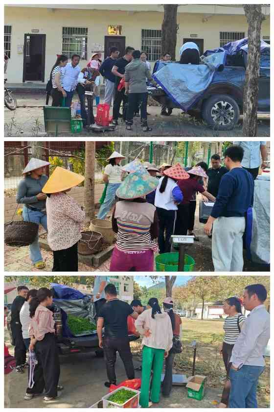 白沙县南开乡:深山野茶抽新芽 产业增收有新招 白沙县南开乡:深山野茶抽新芽 产业增收有新招