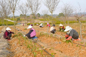 南京溧水晶桥镇：5000亩茶园管护忙 只待春茶溢新香