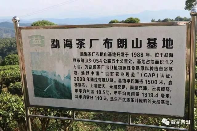班章大白菜系列,为什么06年以后不再生产?详解601班章有机青饼 班章大白菜系列,为什么06年以后不再生产?详解601班章有机青饼