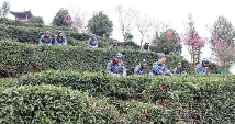 四川绵竹：人勤不负春光好 春茶采摘正当时