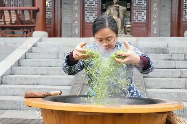 四川绵竹：人勤不负春光好 春茶采摘正当时