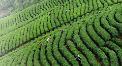贺州茶产业创新融合发展路径分析 贺州:茶香四溢,产业腾飞