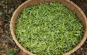 贺州茶产业创新融合发展路径分析 贺州:茶香四溢,产业腾飞