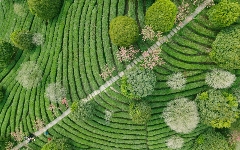 贺州茶产业创新融合发展路径分析 贺州:茶香四溢,产业腾飞
