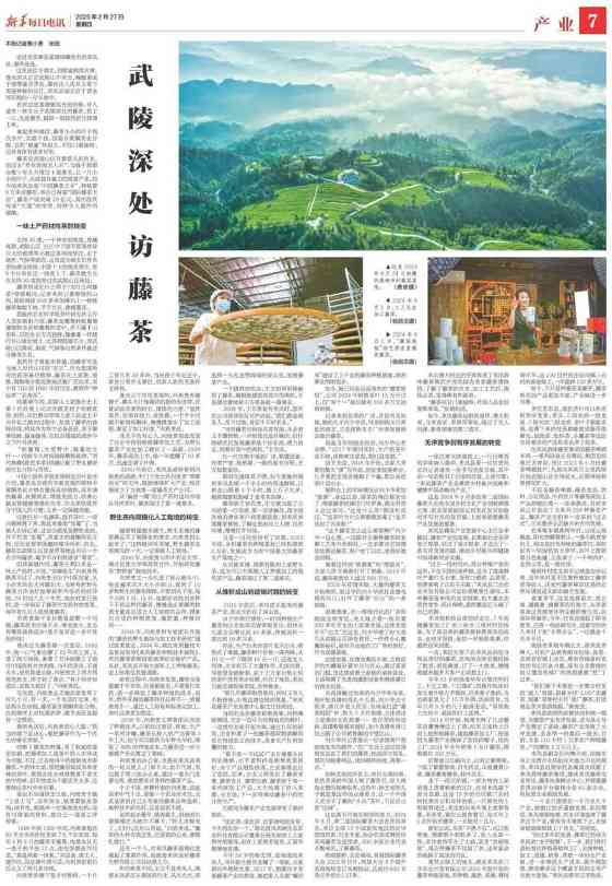 藤茶逆袭之路:从深山药材到健康产业新星 新华社发重磅长文:来凤藤茶如何花30年时间“出山”又出圈
