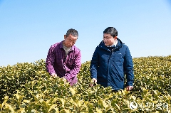 ["兵书记"杨广奇:推动茶产业延链补链助力乡村振兴 全国人大代表广德市新杭镇金鸡笼村党总支书记杨广奇:“沏”好一杯致富茶