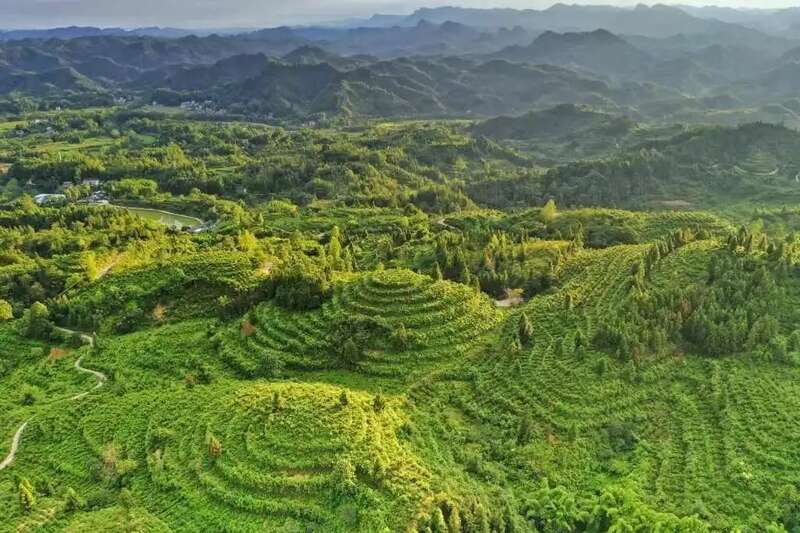 藤茶逆袭之路:从深山药材到健康产业新星 新华社发重磅长文:来凤藤茶如何花30年时间“出山”又出圈