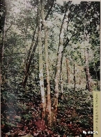 易武茶复兴先锋：96真淳雅号的重生之路