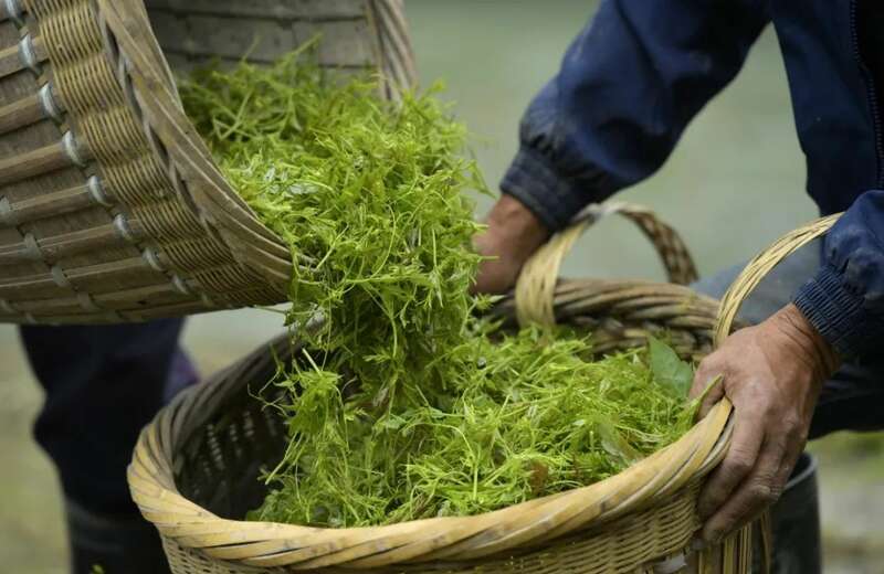 藤茶逆袭之路:从深山药材到健康产业新星 新华社发重磅长文:来凤藤茶如何花30年时间“出山”又出圈