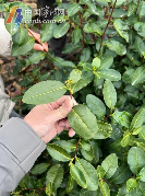 春茶防寒关键措施:及时施肥与科学管护 宁波地产春茶采摘时间将比往年略有推迟