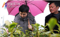 春茶防寒关键措施:及时施肥与科学管护 宁波地产春茶采摘时间将比往年略有推迟