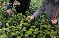春茶防寒关键措施:及时施肥与科学管护 宁波地产春茶采摘时间将比往年略有推迟