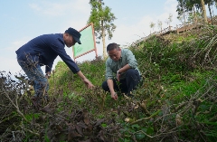 茶园改种新品种 提升大田美人茶品质与产量 大田:补植茶园力促茶产业发展