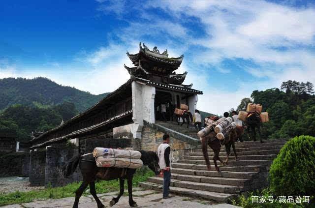 普洱茶紧压成型优劣势解析：散茶与饼茶如何选择