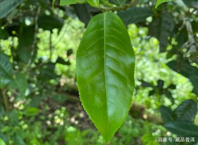 普洱古树茶真正年份揭秘及选购指南