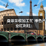 夏茶采收加工忙 绿色产业红利旺（图1）