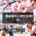 铜骏眉和小赤甘茶哪个好(图3) 铜骏眉和小赤甘茶哪个好(图3)