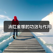 滇红金螺的营养功效与饮用注意事项 滇红金螺的营养功效与饮用注意事项