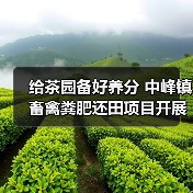 给茶园备好养分 中峰镇畜禽粪肥还田项目开展(图3) 给茶园备好养分 中峰镇畜禽粪肥还田项目开展(图3)