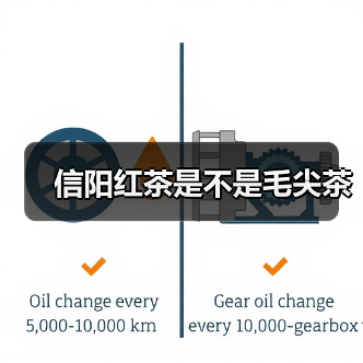 信阳红茶是不是毛尖茶（图2）