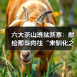 六大茶山班盆新寨:献给那些向往“未驯化之美”的茶中侠客(图4) 六大茶山班盆新寨:献给那些向往“未驯化之美”的茶中侠客(图4)