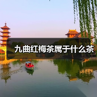 九曲红梅茶属于什么茶(图2) 九曲红梅茶属于什么茶(图2)