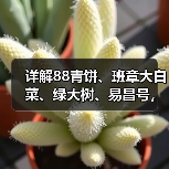 详解88青饼、班章大白菜、绿大树、易昌号，四类普洱名茶带火市场（图3）