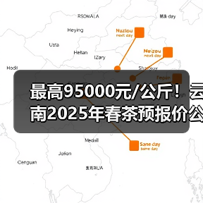 最高95000元/公斤！云南2025年春茶预报价公布（图4）