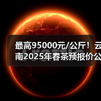 最高95000元/公斤！云南2025年春茶预报价公布（图2）