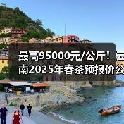 最高95000元/公斤！云南2025年春茶预报价公布（图1）