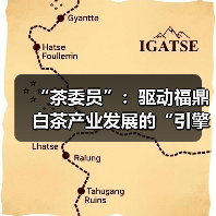 “茶委员”:驱动福鼎白茶产业发展的“引擎”(图2) “茶委员”:驱动福鼎白茶产业发展的“引擎”(图2)