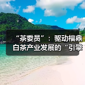 “茶委员”:驱动福鼎白茶产业发展的“引擎”(图1) “茶委员”:驱动福鼎白茶产业发展的“引擎”(图1)