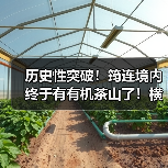 历史性突破！筠连境内终于有有机茶山了！横跨川滇三县上千亩！（图4）