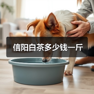 信阳白茶多少钱一斤（图4）