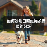 如何辨别日照红梅茶品质的好坏（图1）