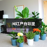 闽红产自哪里(图4) 闽红产自哪里(图4)