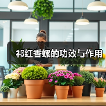 祁红香螺的功效与作用（图2）