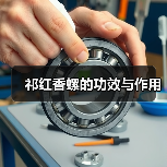 祁红香螺的功效与作用（图1）