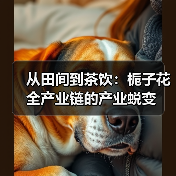 从田间到茶饮：栀子花全产业链的产业蜕变（图3）